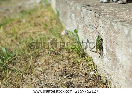 Grasshopper on a white wall blur bacground with copy space
