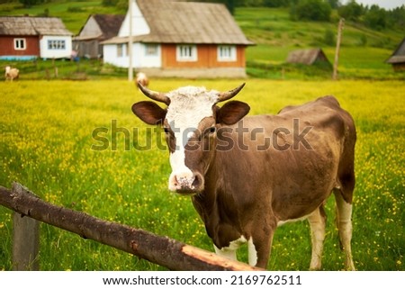 A brown cow grazes near the house.