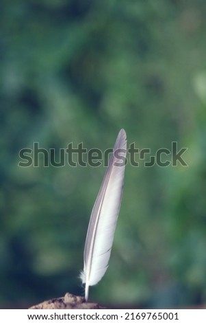 A feather of a wings of Indian or asian duck against a blurred background. Copy space. Bright sunny day.