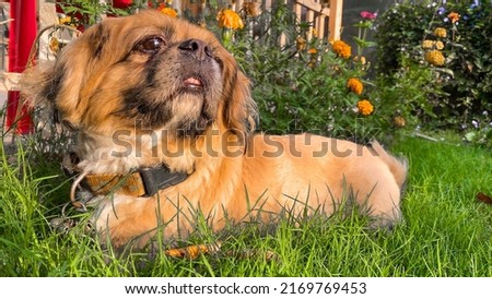 A Pug-Pekingese hybrid dog pictured in a garden in Bahrain