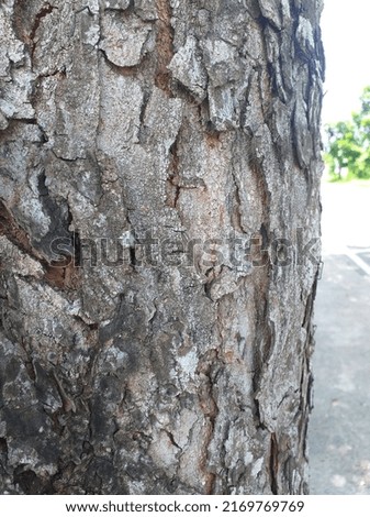 pattern of an old bark tree 