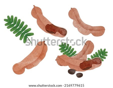 Set of Tamarind with leaves Design elements. watercolour style vector illustration.	 Royalty-Free Stock Photo #2169779615