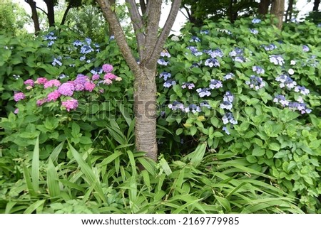 Hydrangea flowers. Hydrangeaceae deciduous shrub.
The flowering season is from June to July.