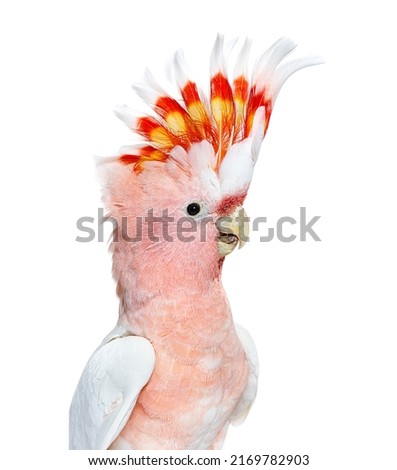 portrait of a crest spread Major Mitchell's cockatoo, Lophochroa leadbeateri, isolated on white Royalty-Free Stock Photo #2169782903