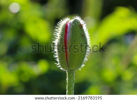 Macro photo of a blossoming poppy bud against a blurry green background