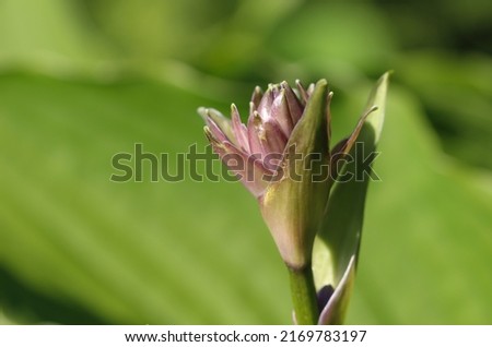 Close-up (macro shoot) of a hosta flower bud (Funcion) with selective focus