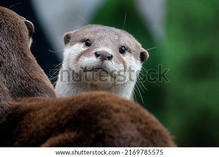 The Asian small-clawed otter, also known as the oriental small-clawed otter and the small-clawed otter, is an otter species native to South and Southeast Asia.