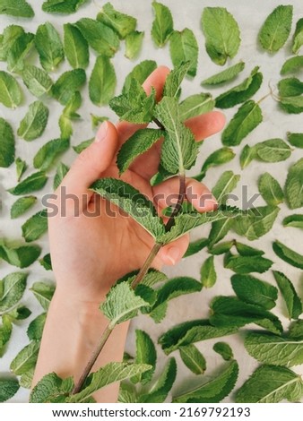 a branch of mint in the girl's hand. Cup with branches of mint. Mint leaves to dry. Herbs. harvesting herbs for the winter in summer Royalty-Free Stock Photo #2169792193