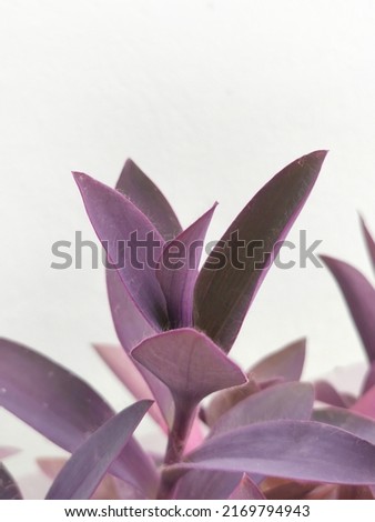 Close up of Tradescantia pallida more commonly known as wandering jew or walking jew. Other common names include purple secretia, purple-heart, purple queen.selective focus.