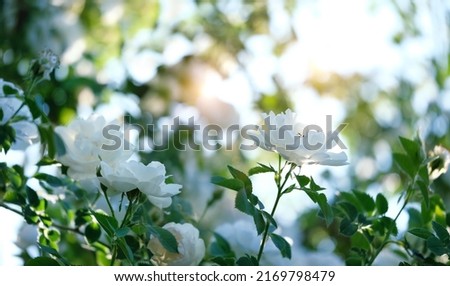 white roses flowers, abstract blurred floral natural background. gentle dreamy nature image. Magic romantic artistic scene. spring, summer season. template fore design