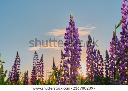 Summer lupine in the meadow against the background of the blue sky in the rays of the sun, purple wild flowers. Summer floral background