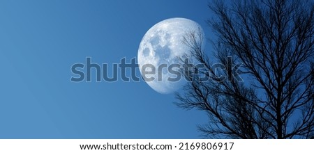 The moon shines in the night sky. silhouette of tree branches at clear sky