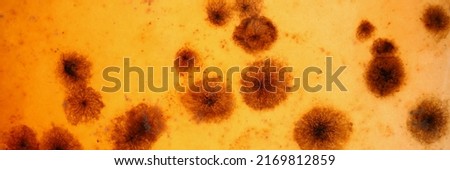 Microbes under microscope investigated material under professional laboratory equipment Royalty-Free Stock Photo #2169812859