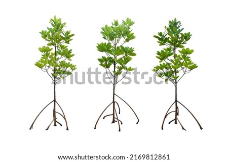 Set of mangrove trees with prop root and aerial roots isolated on white background. Royalty-Free Stock Photo #2169812861