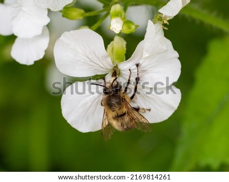 A hairy-footed flower bee (Anthophora plumipes) taking nectar from a white flower during April