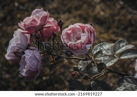Background art- stylish still life flowers. Creative artwork used for printing on large format canvas