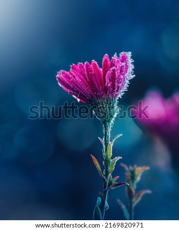 Macro of a single pink aster flower covered with frost and ice. Dark blue background with bokeh, other blurred flowers. Taken on a cold Autumn morning Royalty-Free Stock Photo #2169820971