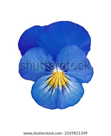 Closeup blue pansy flower isolated on white background. Bright heartsease garden icon. Blooming Viola wirttrockiana plants cut out element for design. Viola cornuta Hansa in bloom close up cutout
