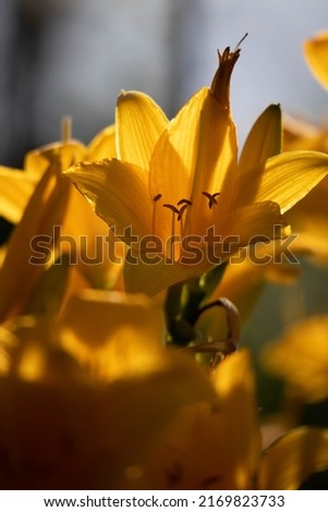 Vertical photo with orange lilies on geen background. Lilium longiflorum. High quality photo