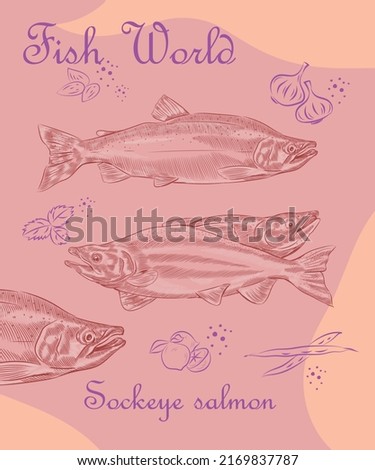 Creative design template with the illustration of Sockeye salmon in variations.