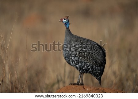 A wild Spotted guinea fowl standing perched on a an ants nest heap in an open field looking for predators calling for the others. taken during the winter moths on Fathers day during a safari drive Royalty-Free Stock Photo #2169840323
