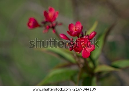 Growing Small Red Flowers With Five Petals