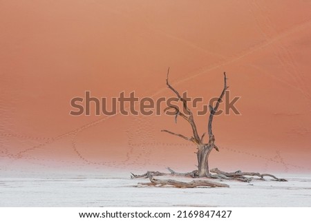 Trees that are dead is in the sand. Majestic view of amazing landscapes in African desert.