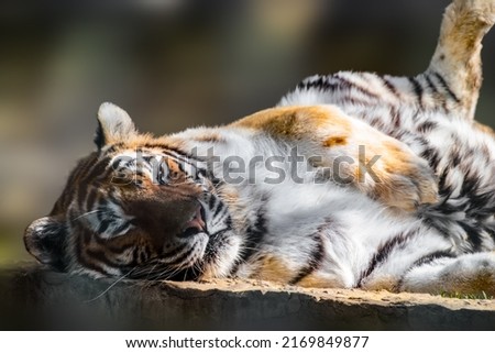 Tiger (Panthera tigris) with stripes on orange fur with a white underside peacefully laying on stone. Close view with blurred background. Wild animal, largest living cat species