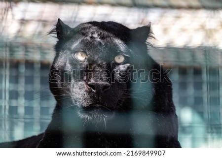 Black panther with nice fur and yellow eyes look forward. Wild cat, melanistic color variant of leopard (Panthera pardus) in cage aviary in zoo