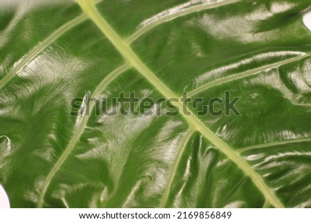 closeup photo of green leaf texture background