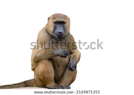 funny monkey guinea baboon on white background