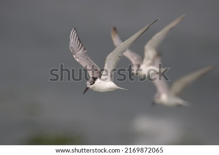 Whiskered Tern in flight .Whiskered Tern is a bird of the Old World.  They breed in scattered locations in Europe, Asia, Africa, and Australia. Royalty-Free Stock Photo #2169872065