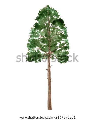 Hand painted watercolor spruce tree. Green forest fir trees, mountains. Isolated on white background. Drawn winter illustration. Merry christmas, happy new year. Decor design card, poster, invitation.