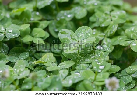 Four leaf clover with water drops on a rainy day