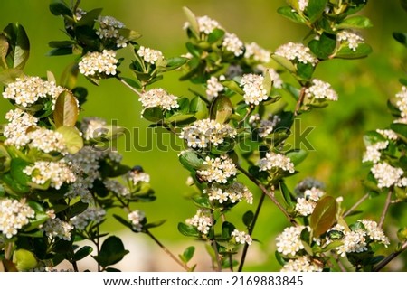 Aronia melanocarpa white flowers in spring. Black chokeberry bloom and green leaves on branch in garden. Close up photo. Royalty-Free Stock Photo #2169883845