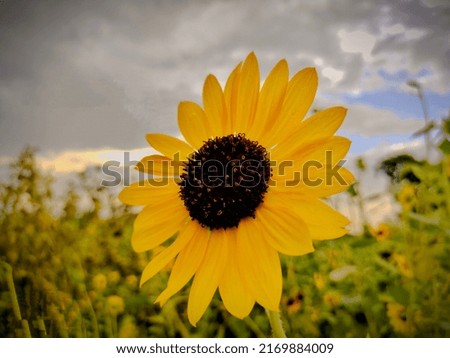 The picture of flower of sunflower.The natural click along with sky.The picture of sky and flowers and clouds 