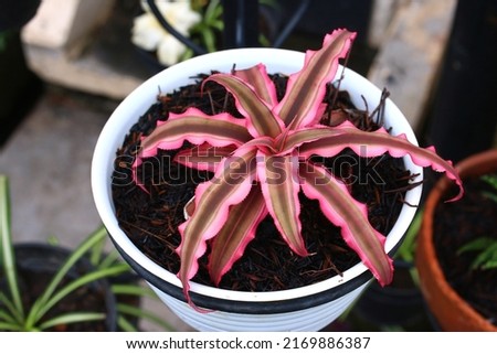 Cryptanthus aka earth stars or small bromeliad plant growing on pot
