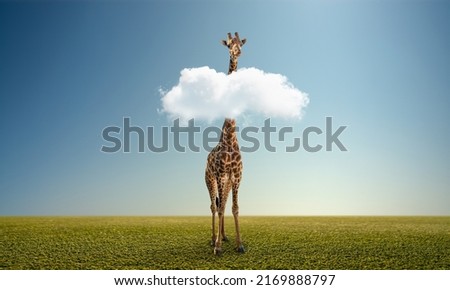 alone wild giraffe on green field. Extinction and ecology, environment protection ( Red List ) concept