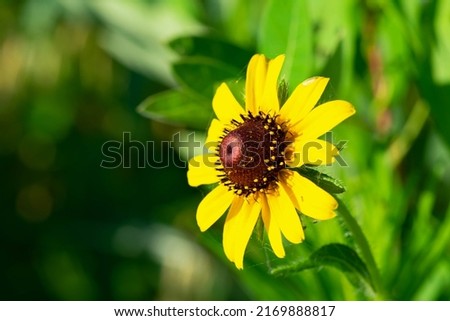 Rudbeckia hirta, commonly called black-eyed Susan, is a North American flowering plant in the family Asteraceae, native to Eastern and Central North America.
