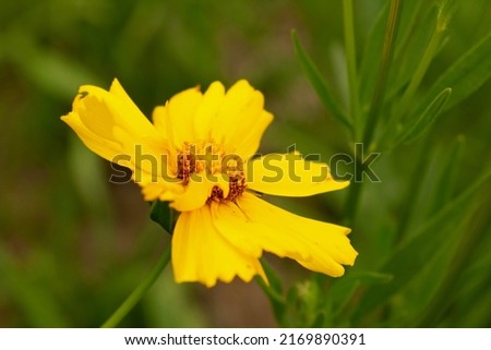 Coreopsis pubescens, called star tickseed, is a North American species of tickseeds in the family Asteraceae