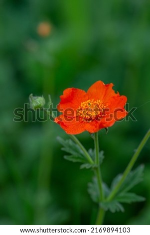 Orange Geum flower on a green background on a sunny summer day macro photography. Blooming avens garden flower with red petals close-up photo in summertime.	