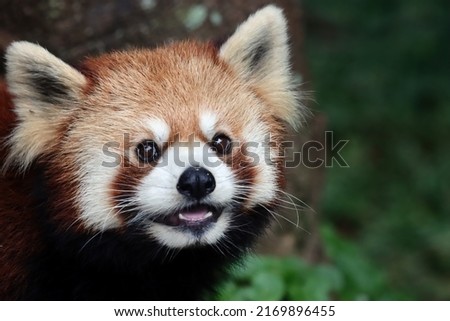Closeup head red panda "Ailurus fulgens", Red panda closeup