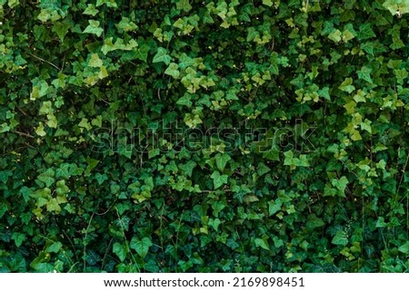 A Close up picture of natural green leaf wall in the city centre. Natural, eco background