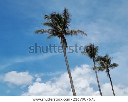 Coconut trees with a blue sky in Samui Island.