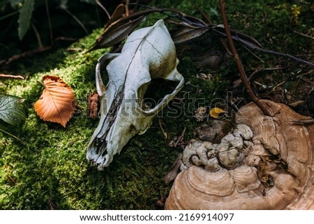 Autumn mystical atmosphere in an old forest. Dog scull in fantasy background