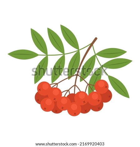 Branch with red rowan berries isolated on white background. Sorbus aucuparia, European rowan or mountain-ash berries with leaves icon. Vector fruit illustration in flat style. Royalty-Free Stock Photo #2169920403
