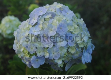 Hydrangea is a flower with four type of color; white, blue, pink, and purple. This flower is very unique and beautiful because this flower can change color