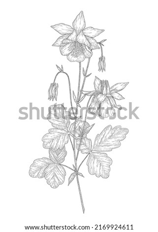 Hand-drawn columbine flower illustration. Botanical illustration of summer wildflower. Elegant floral drawing for wedding, card, cover or brand design Royalty-Free Stock Photo #2169924611