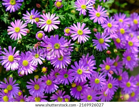 Symphyotrichum dumosum, Aster dumosus, Bushy aster blooming with purple and pink colorful flowers in botanical garden in spring in Taiwan Royalty-Free Stock Photo #2169926027