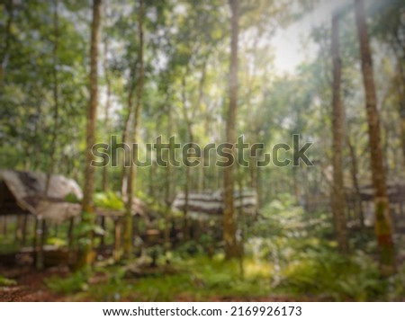 background of dense and beautiful forest and autumn blurred effect